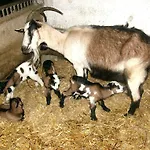 Farm stay Libiseller Anita Unterhub *