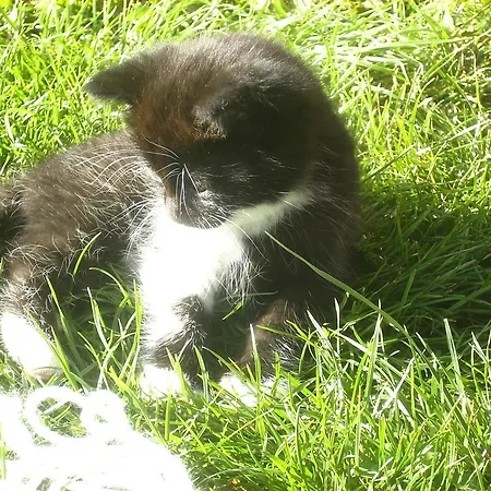 Libiseller Anita Unterhub مزرعة للإقامة