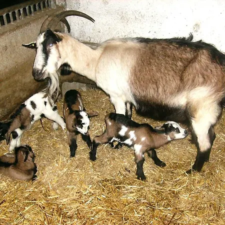 مزرعة للإقامة Libiseller Anita Unterhub *