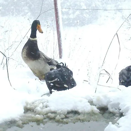 Libiseller Anita Unterhub مزرعة للإقامة