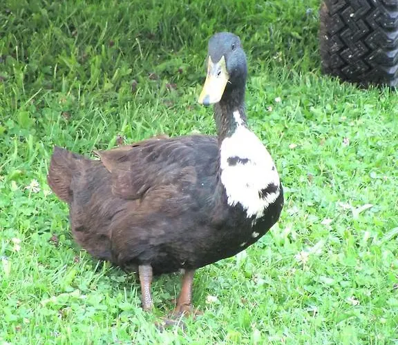 Libiseller Anita Unterhub Farm stay *